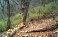 【西安生态日】首个“西安生态日”启动 秦岭生态情形；ひ刈